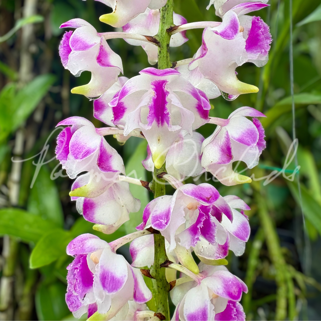 Aerides lawrenceae Palmer Orchids 3.png