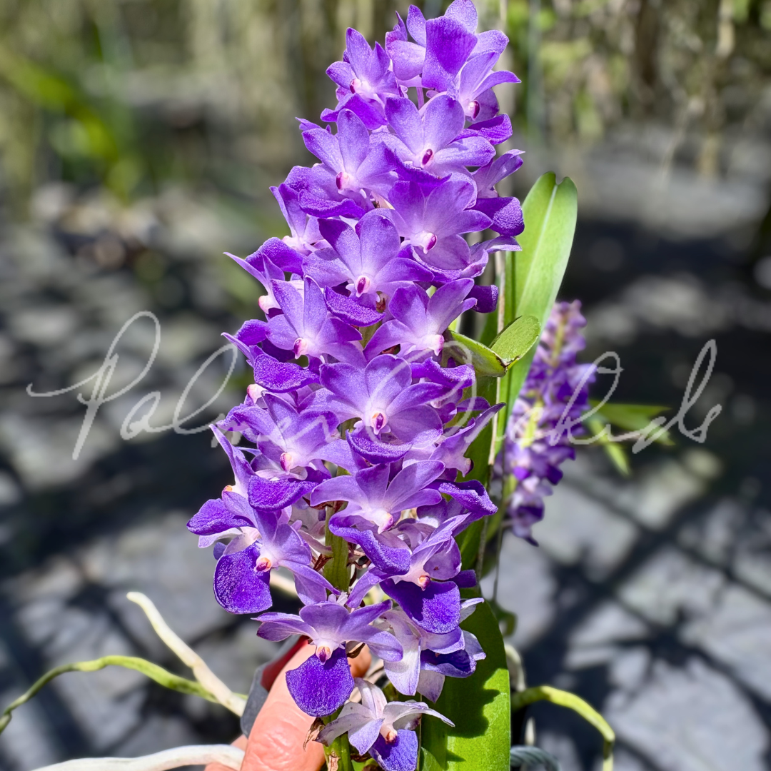 Rhy. coelestis Palmer Orchids 6.png