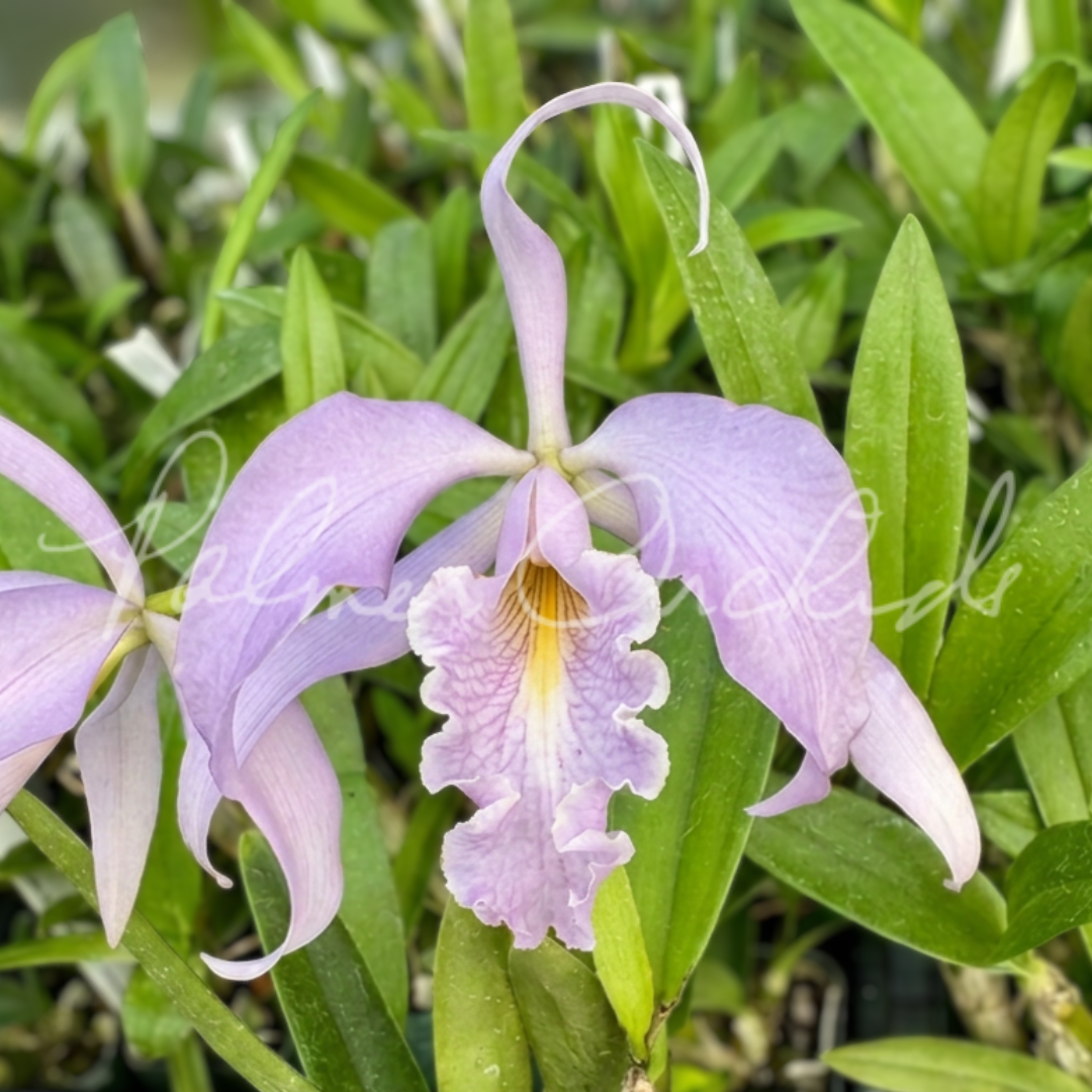 Cattleya maxima coerulea - Palmer Orchids 1.png