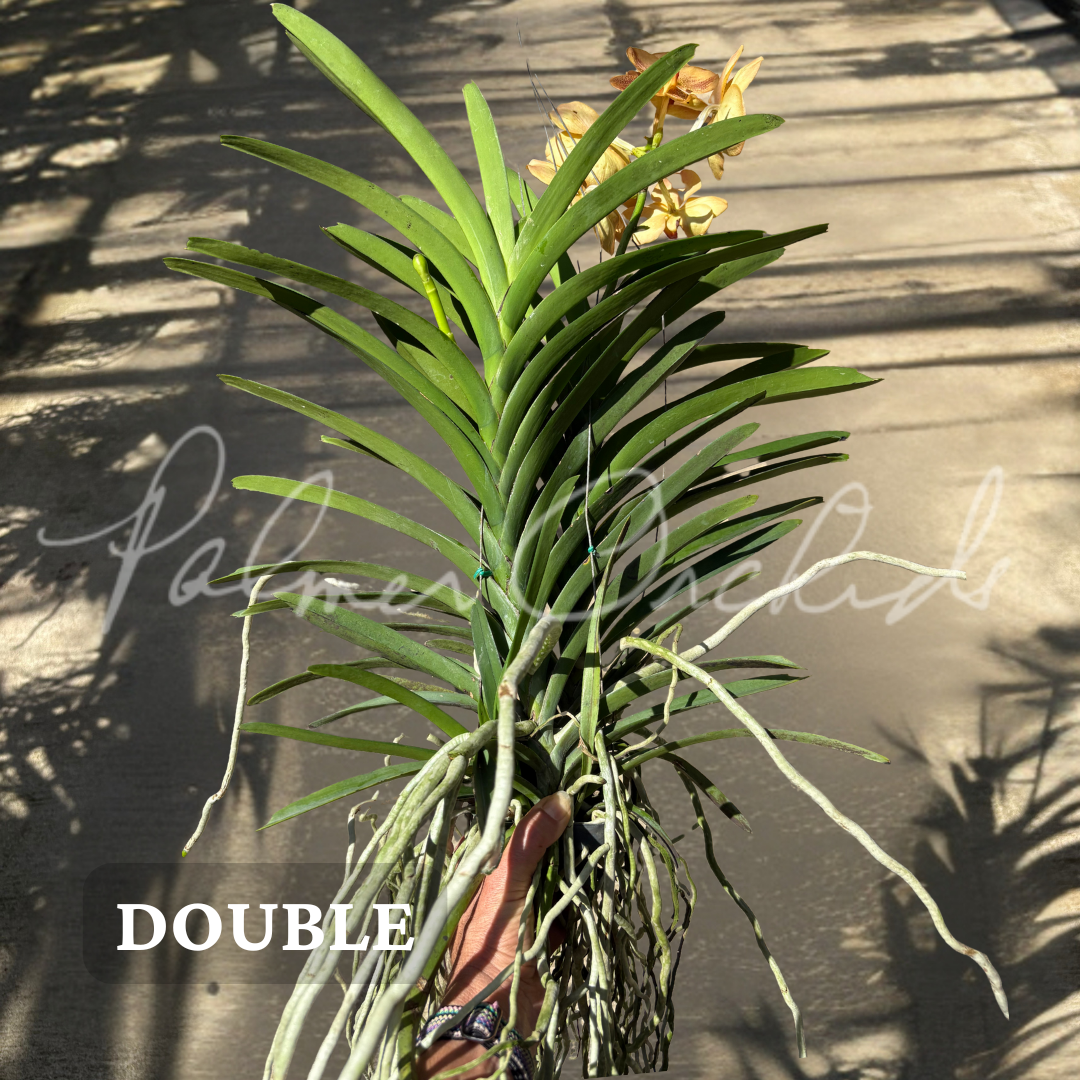 Vanda Sonia Daccach No 502 5.png