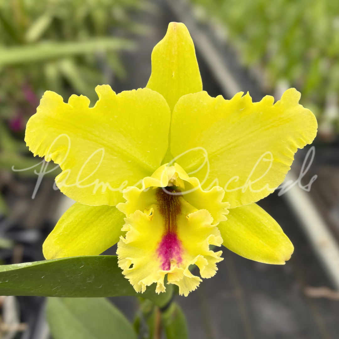 Rlc. Magic Meadow 1.png