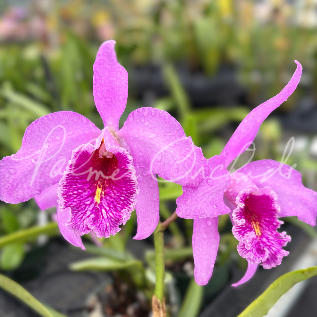 Cattleya maxima 'Gorgeous' x self 4.png