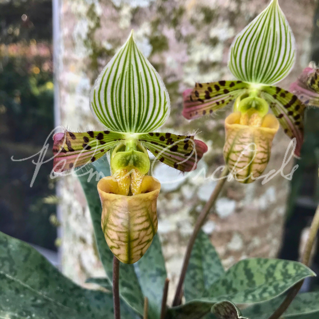 Paph. venustum 1.png