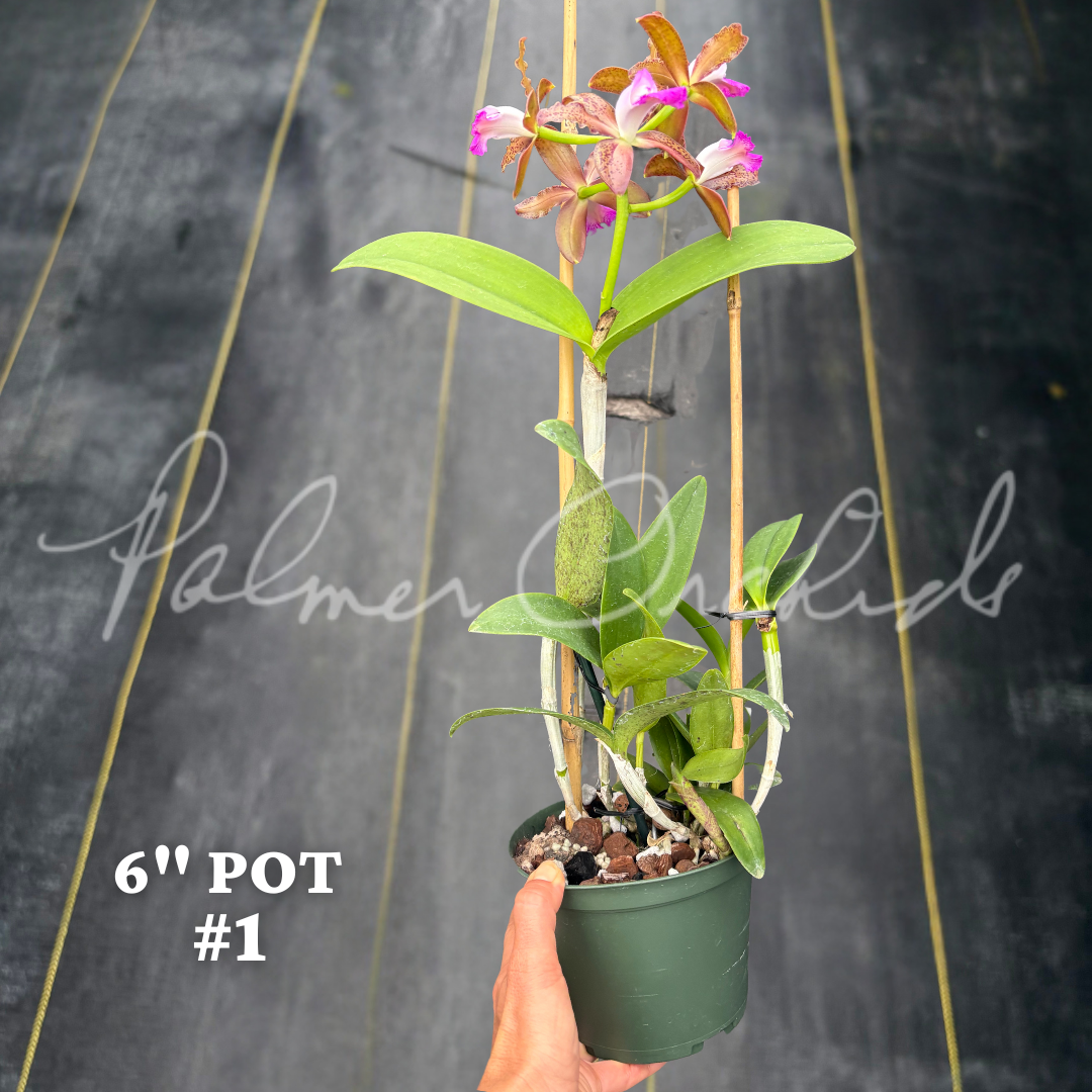 Cattleya tigrina (albina x alba) 3.png