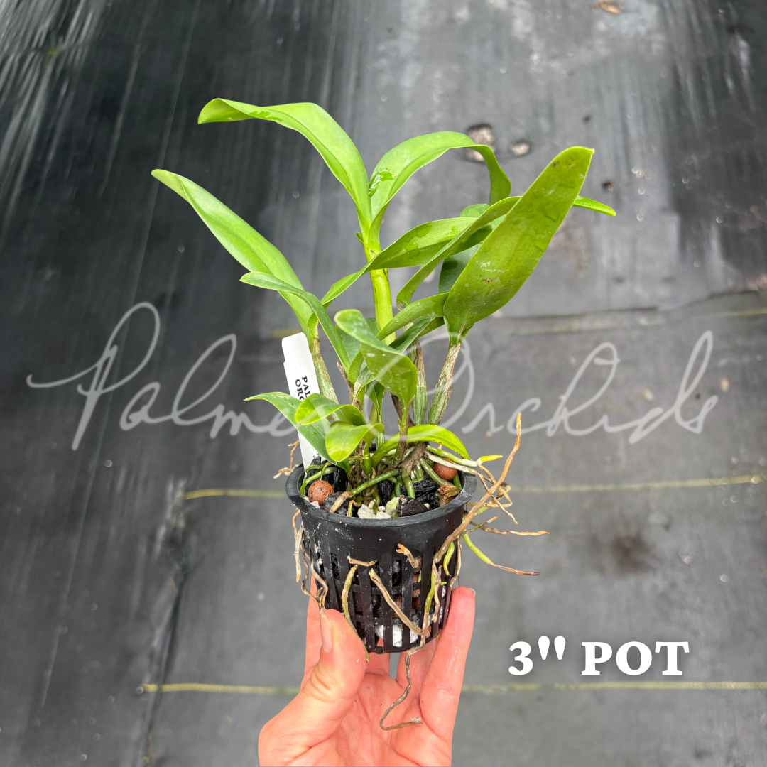Ett. Volcano Trick 'Paradise' Palmer Orchids 9.png