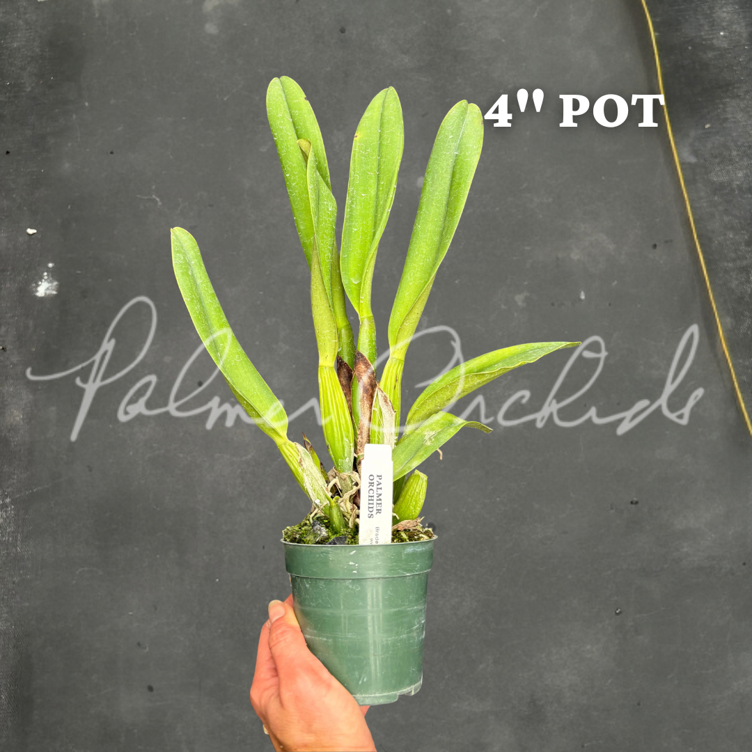 Rlc. Regal Red 'Paradise' 8.png