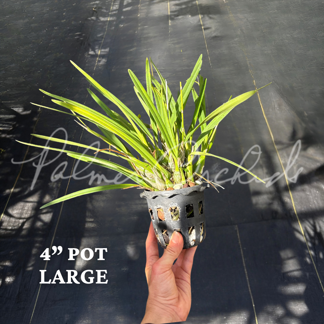 Encyclia tampensis alba.png