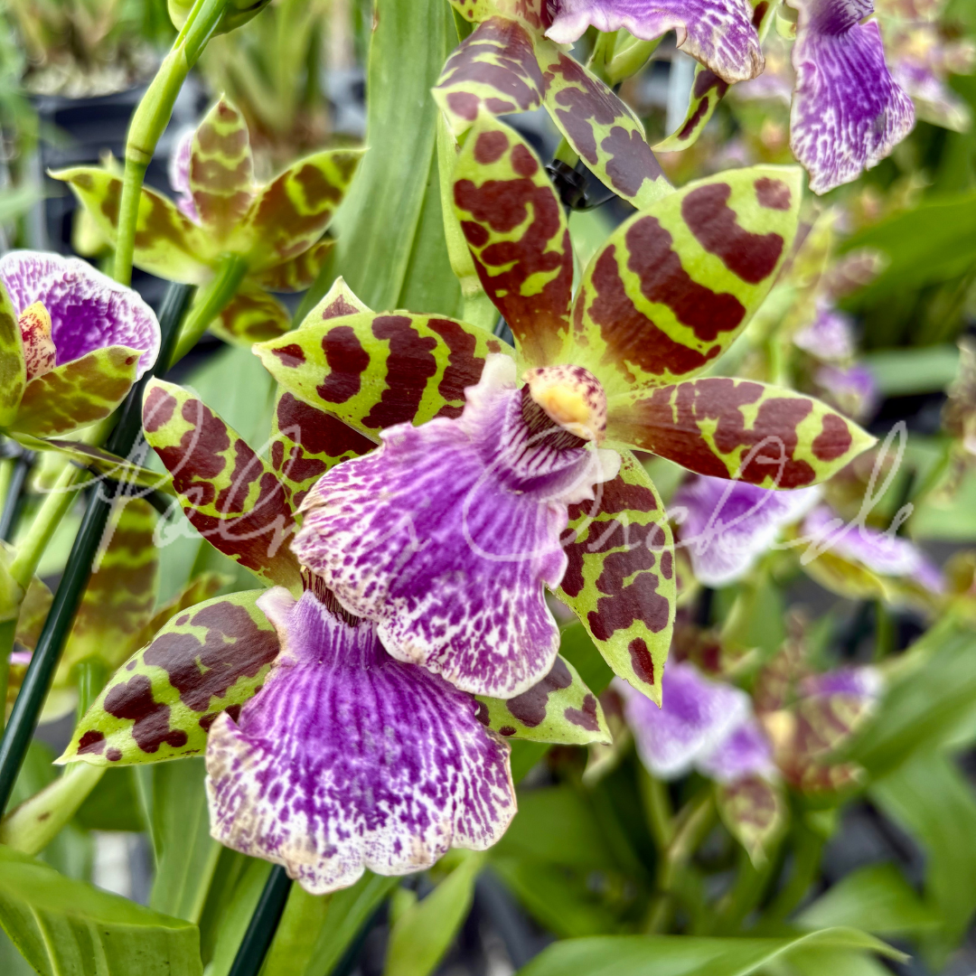 Zygo Jumpin Jack Palmer Orchids 2.png