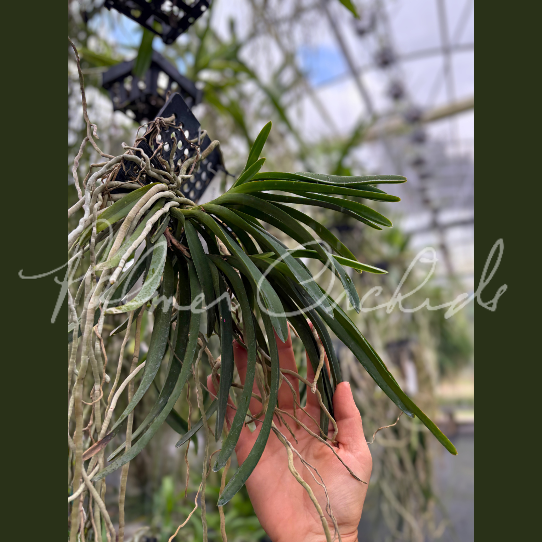 Vanda Fuchs Ocean Spray 6.png