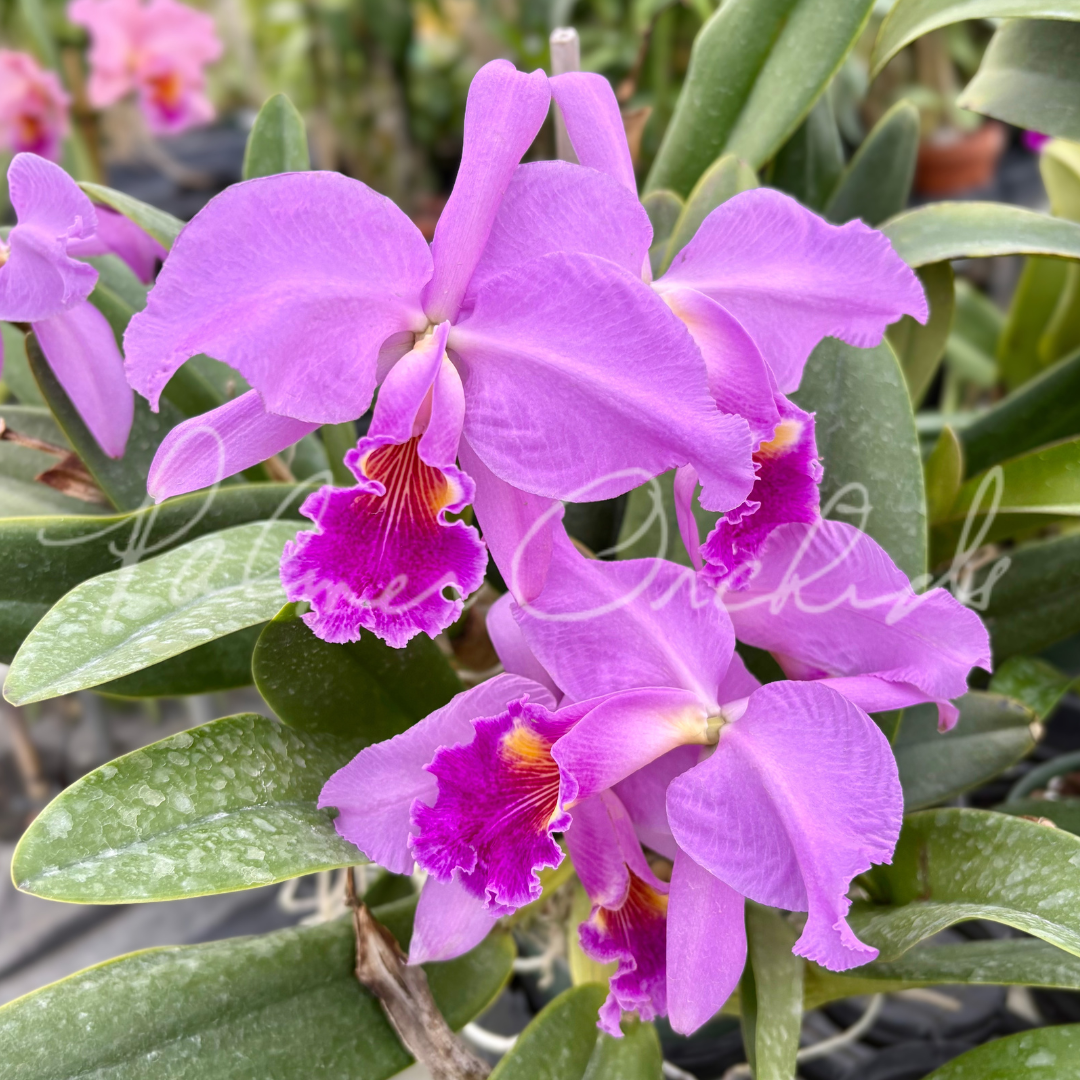 Cattleya lueddemanniana