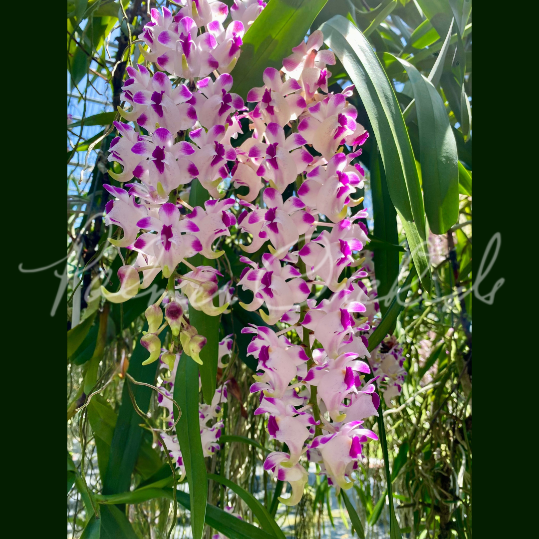 Aerides lawrenceae Palmer Orchids 2.png