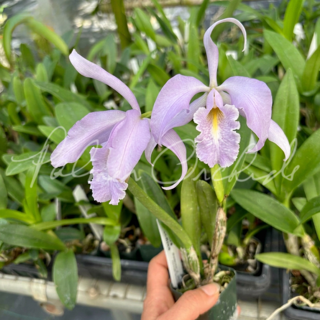 Cattleya maxima coerulea - Palmer Orchids 3.png