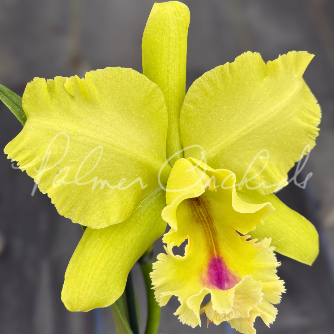 Rlc. Magic Meadow 2.png