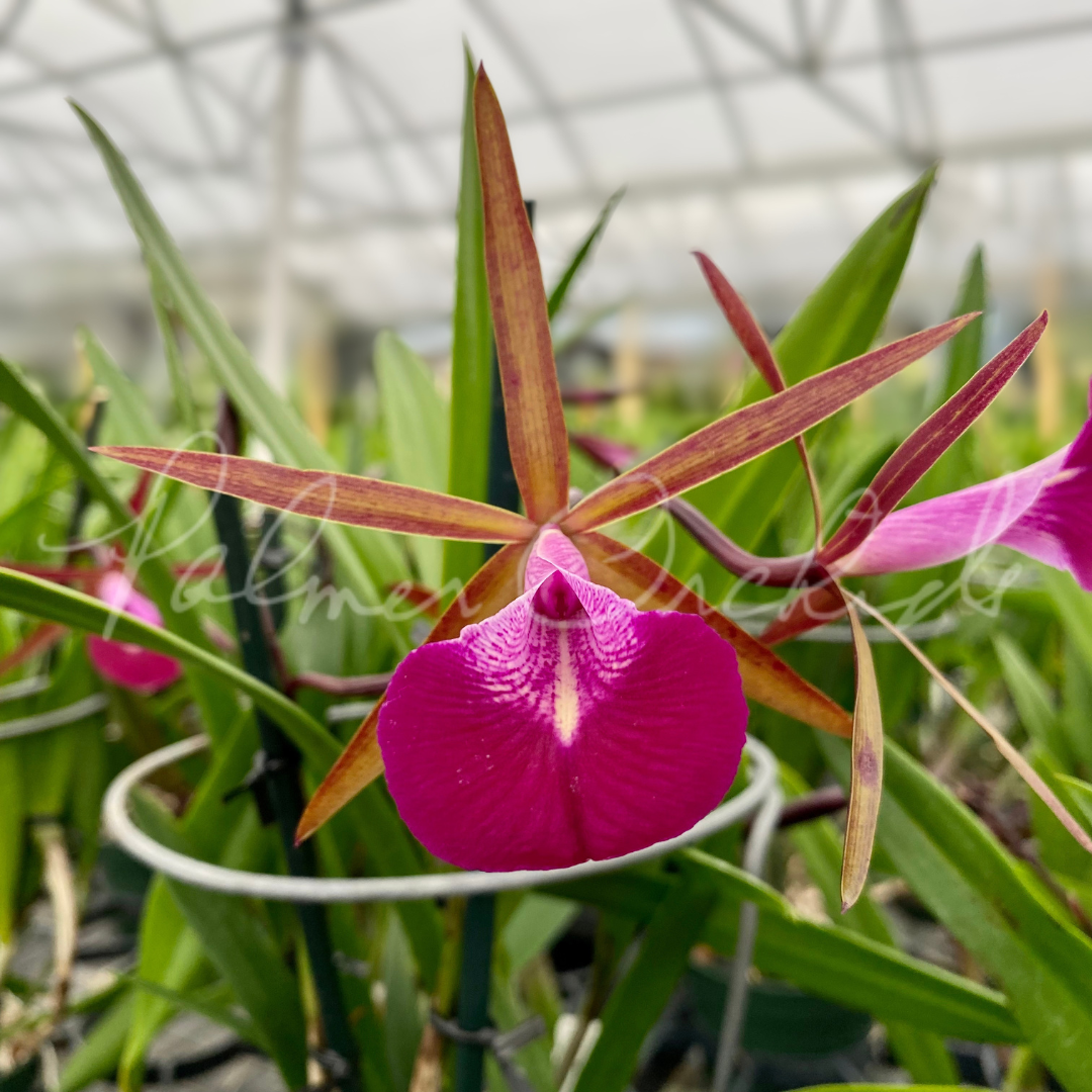 Bc. Star Ruby 'Xanadu' - Palmer Orchids 2.png