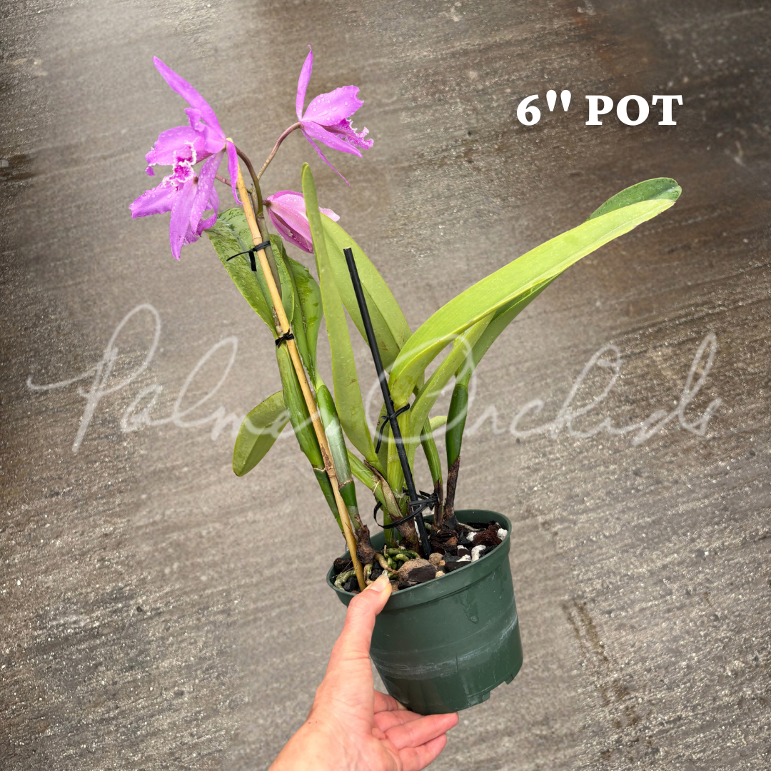 Cattleya maxima 'Gorgeous' x self 6 inch 1.png