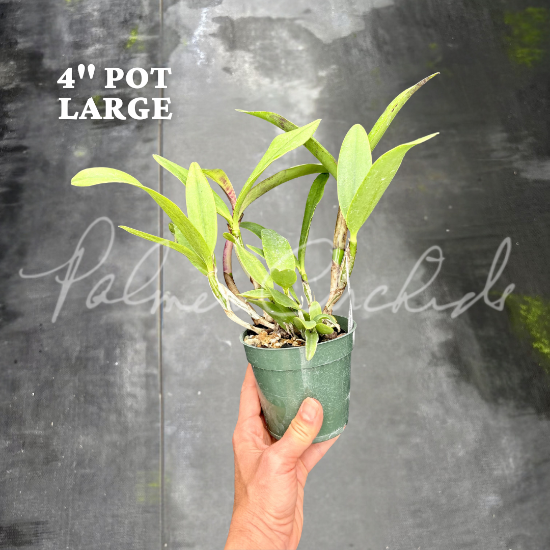 Cattleya Summer Spot-Small World 6.png