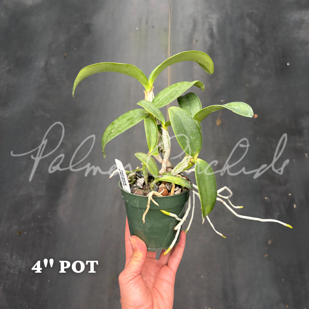 Cattleya Brazilian Star 'Chief' - Palmer Orchids 4.png