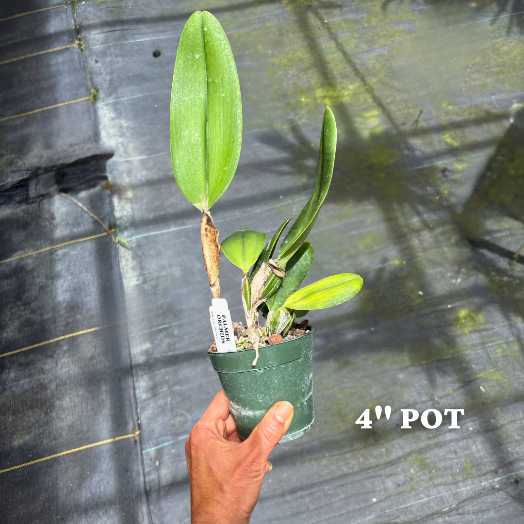 Rlc. Terumi Kaneko Palmer Orchids 2.png