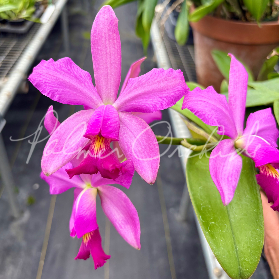 Cattleya Notturno (Cattleya violacea 'Lea' x Cattleya schilleriana 'Big Lip')