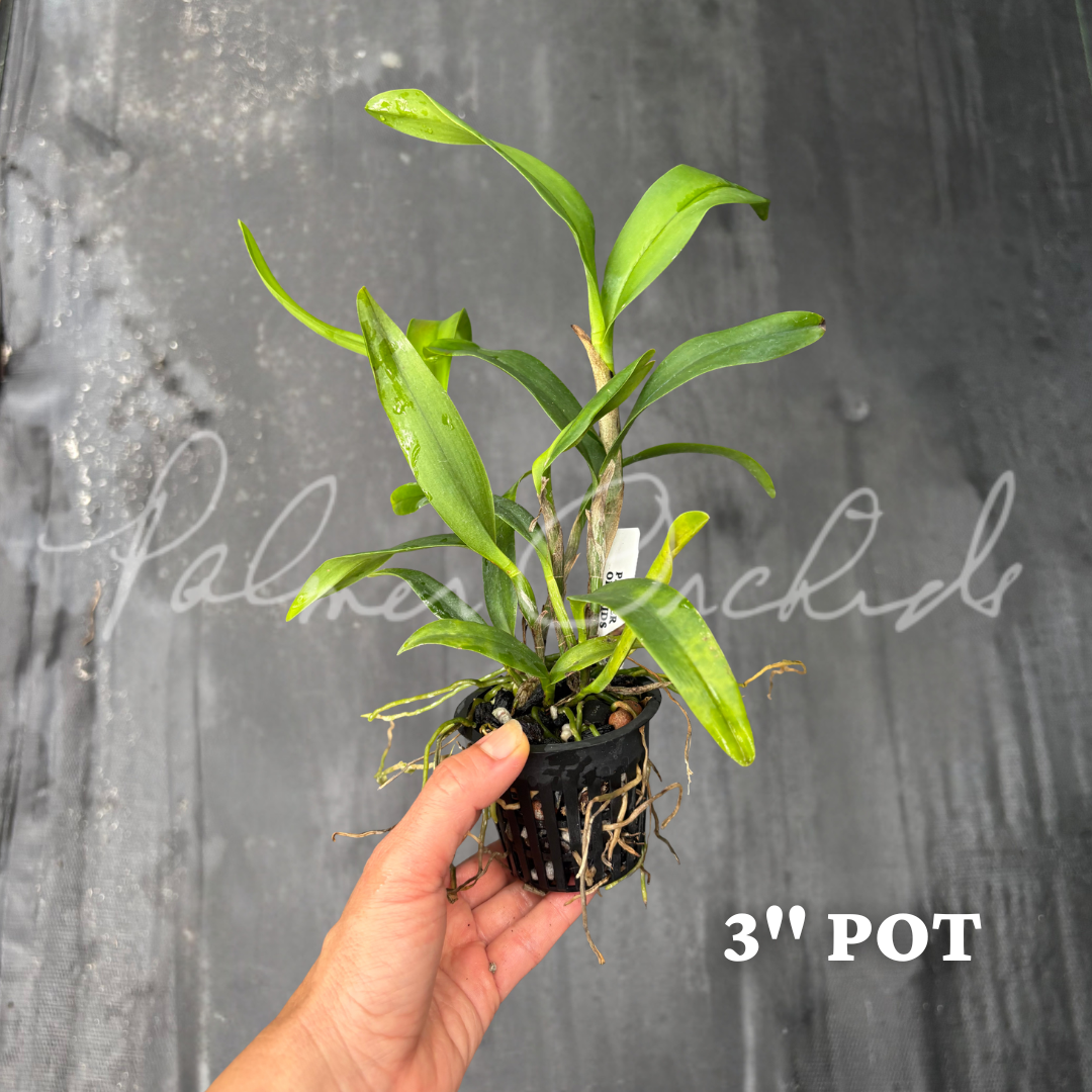 Ett. Volcano Trick 'Paradise' Palmer Orchids 10.png