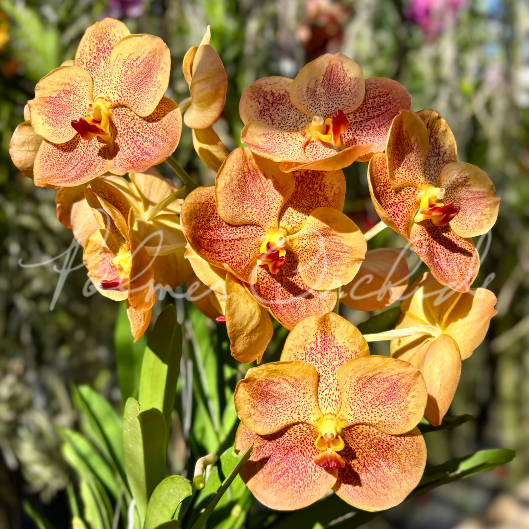 Vanda Sonia Daccach No 502 6.png