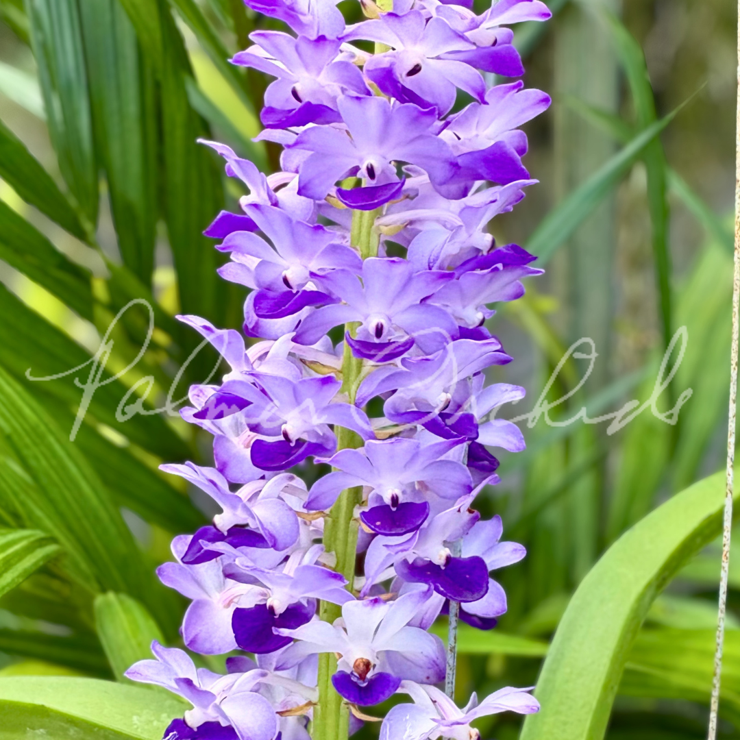 Rhy. coelestis Palmer Orchids 4.png