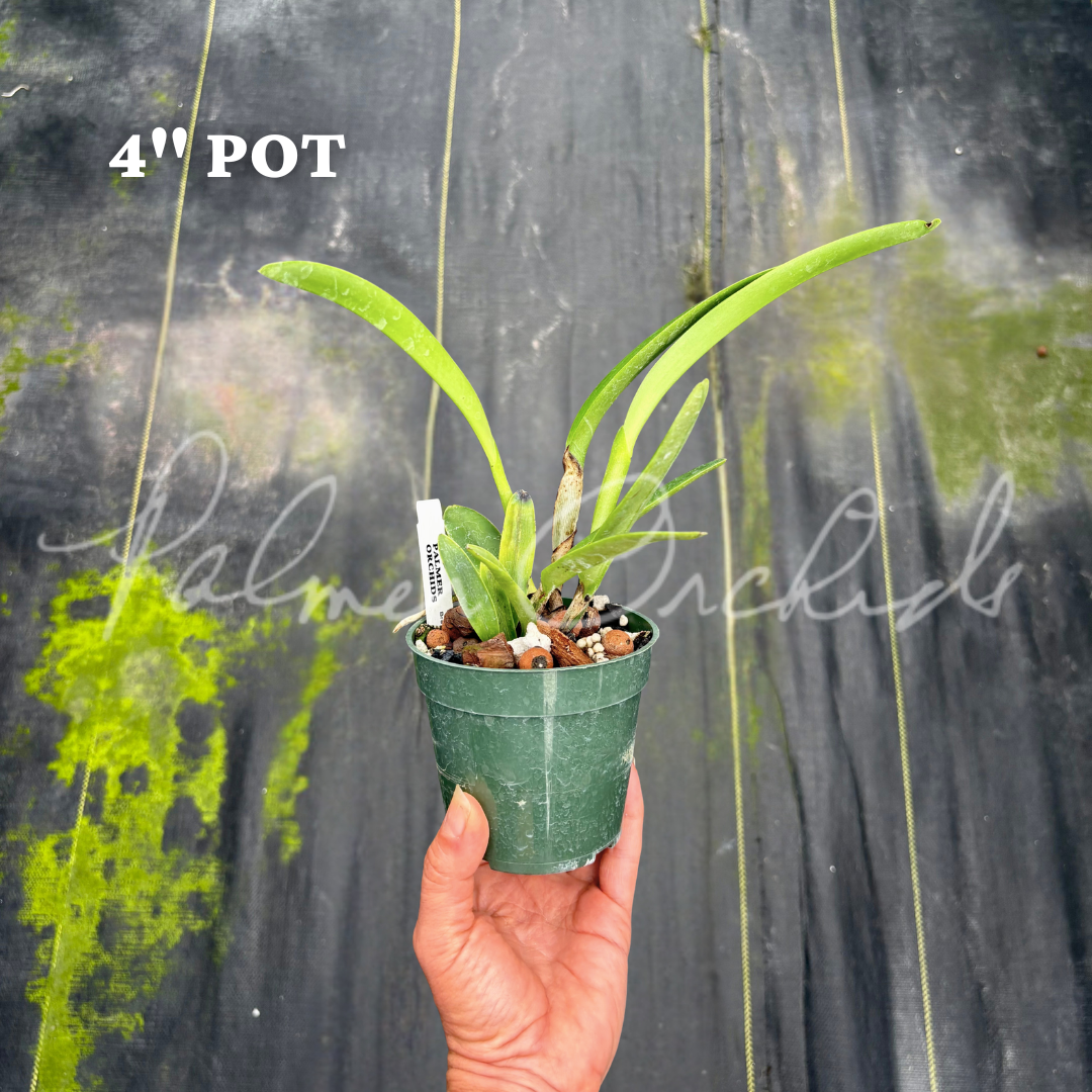 Cattleya maxima coerulea - Palmer Orchids 6.png