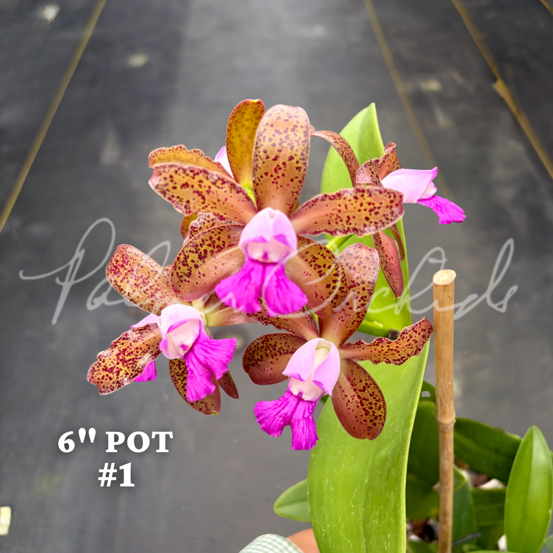 Cattleya tigrina (albina x alba)