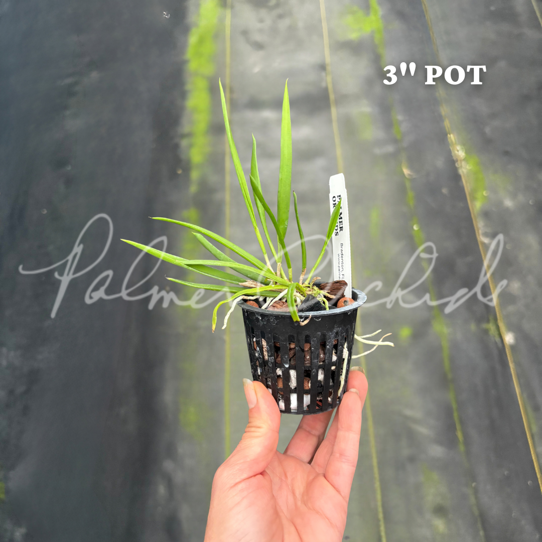 Brassavola nodosa Palmer Orchids 3 inch.png