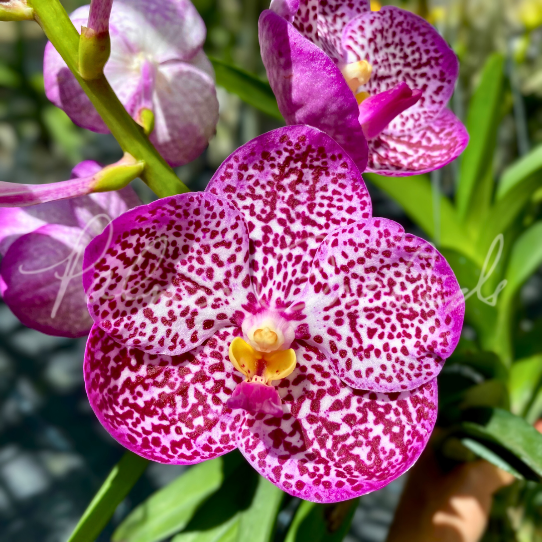 Vanda Uraiwan Belle 'Varinta' 1.png