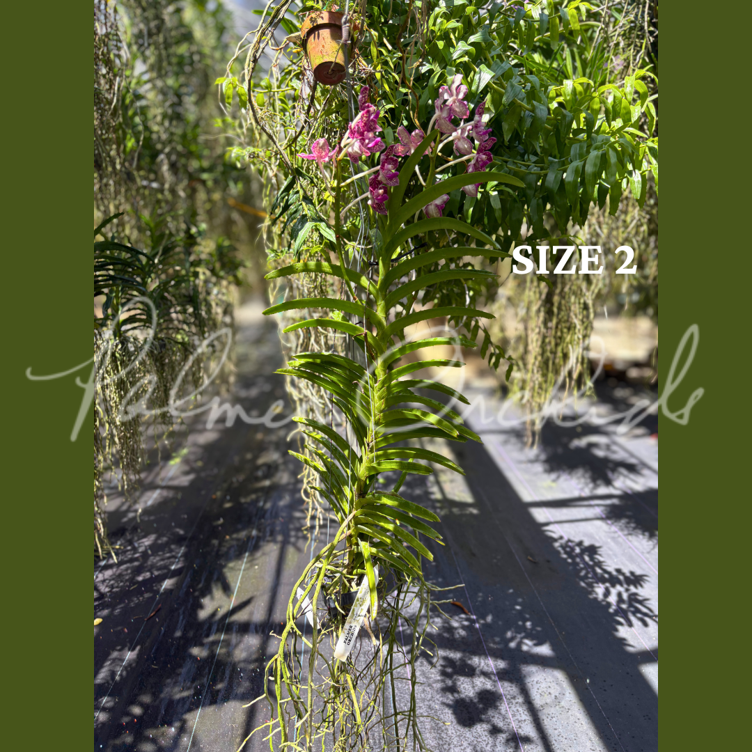 Vct. Mem. Holland Tan - Palmer Orchids 8.png