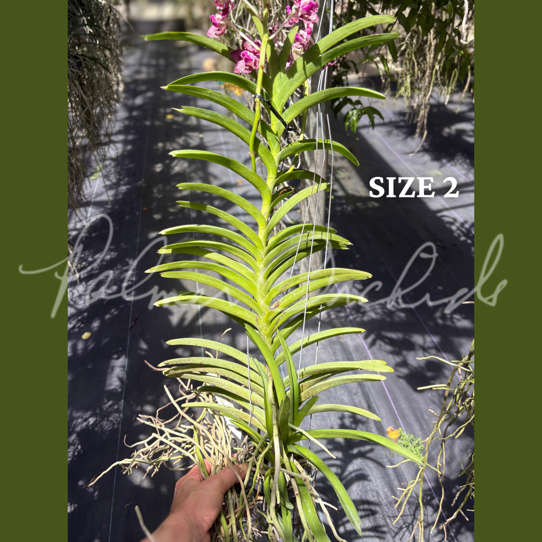 Vct. Mem. Holland Tan - Palmer Orchids 7.png
