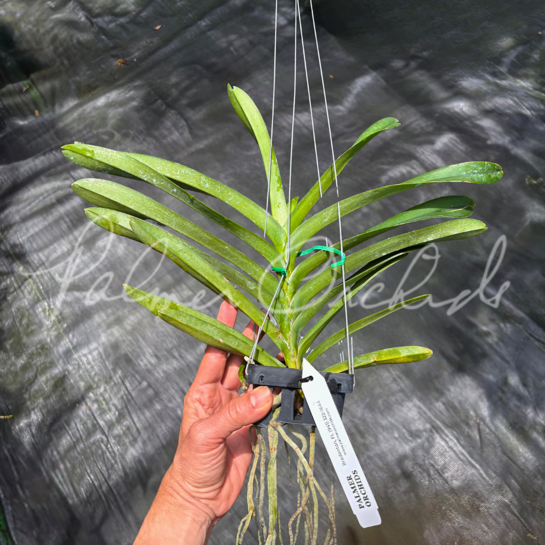Rntda. Jairak Orange Palmer Orchids 7.png