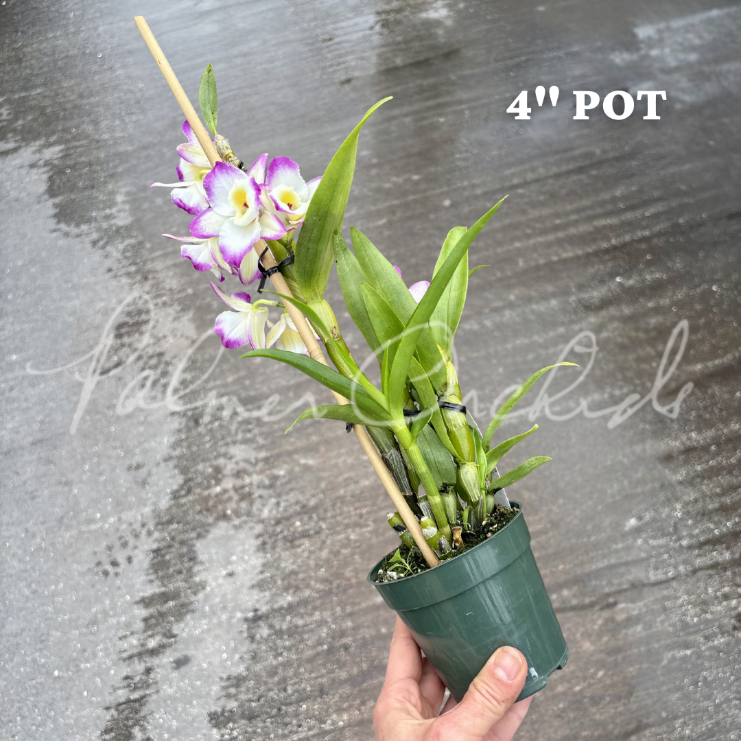 Tianmu Golden Diamond 2.png