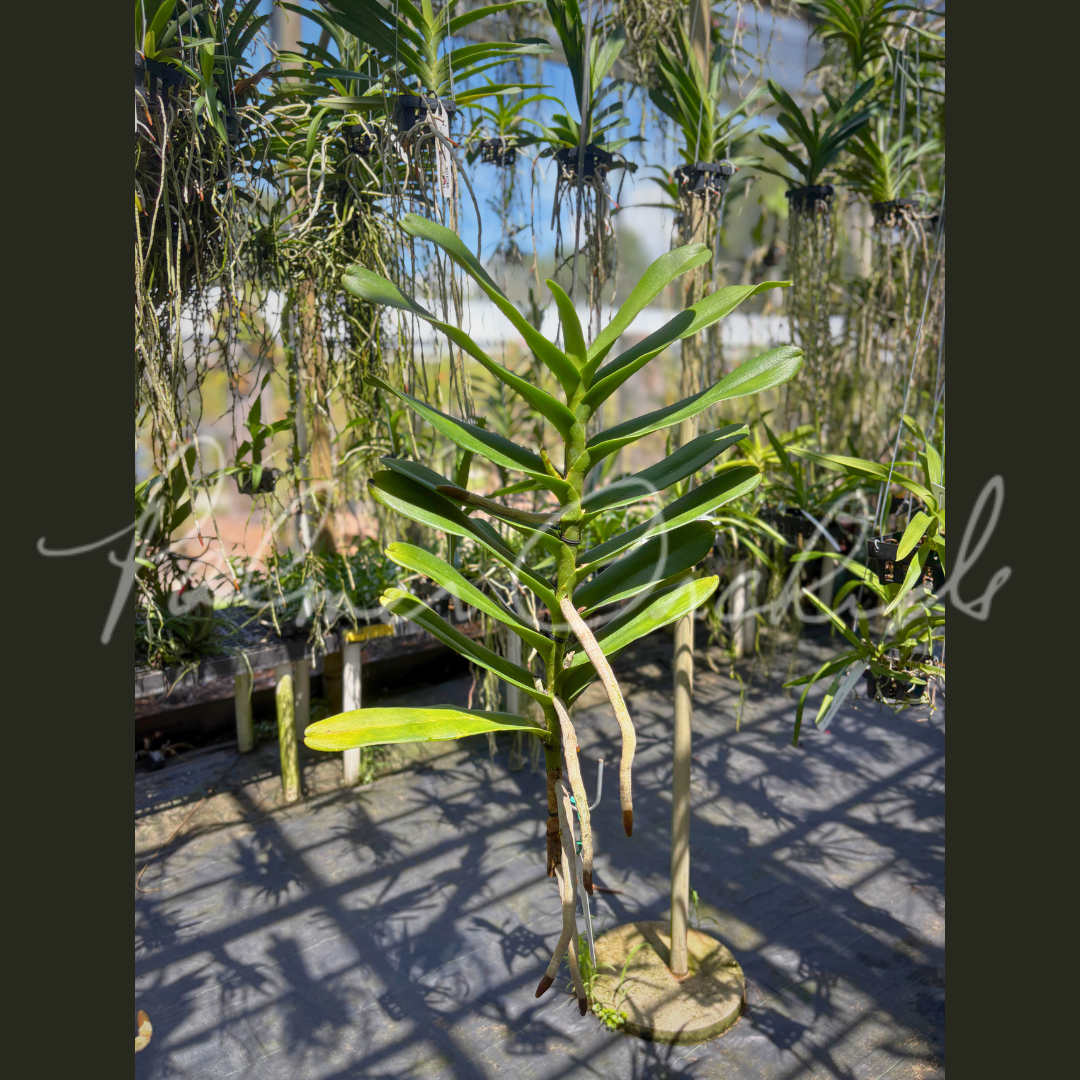 Rnps. Lion's Splendor - Palmer Orchids 3.png