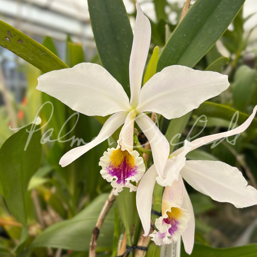 Cattleya jenmanii semi-alba 3.png