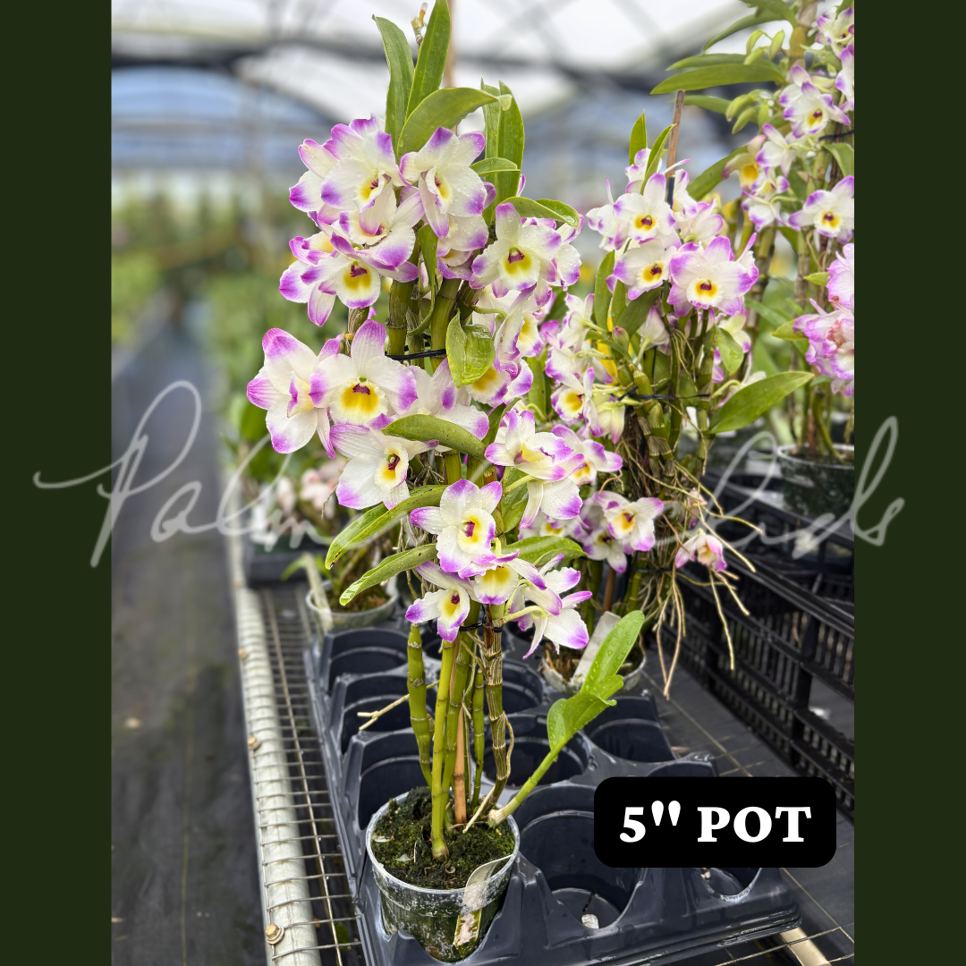 Den. Line Dance 'Minuet'.png