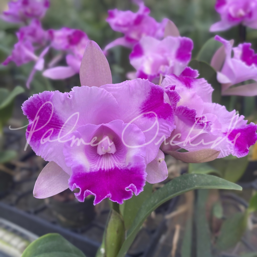 Rlc. Island Charm 'Elizabeth' Palmer Orchids 4.png