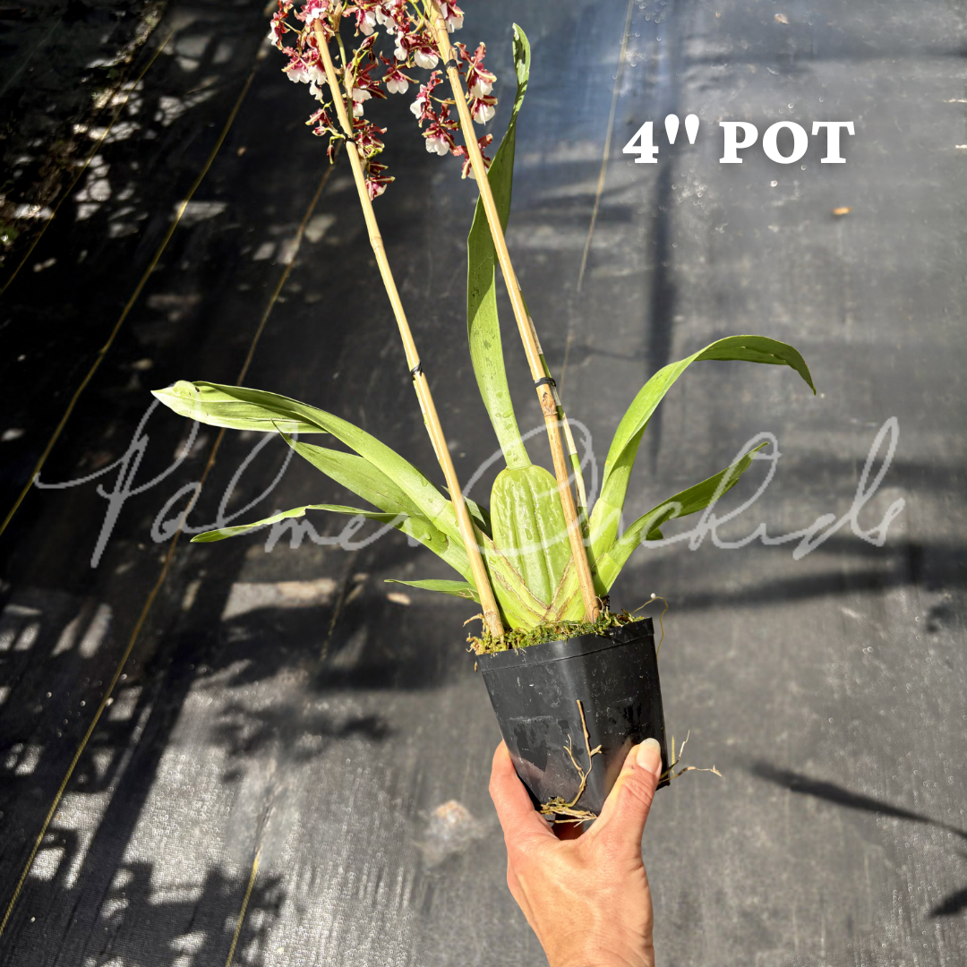 Onc. Aka Baby - Palmer Orchids 4 inch pot.png