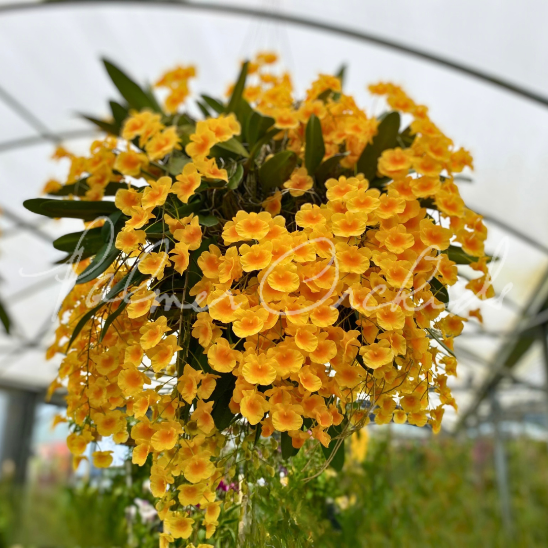 Dendrobium aggregatum Palmer Orchids 2.png