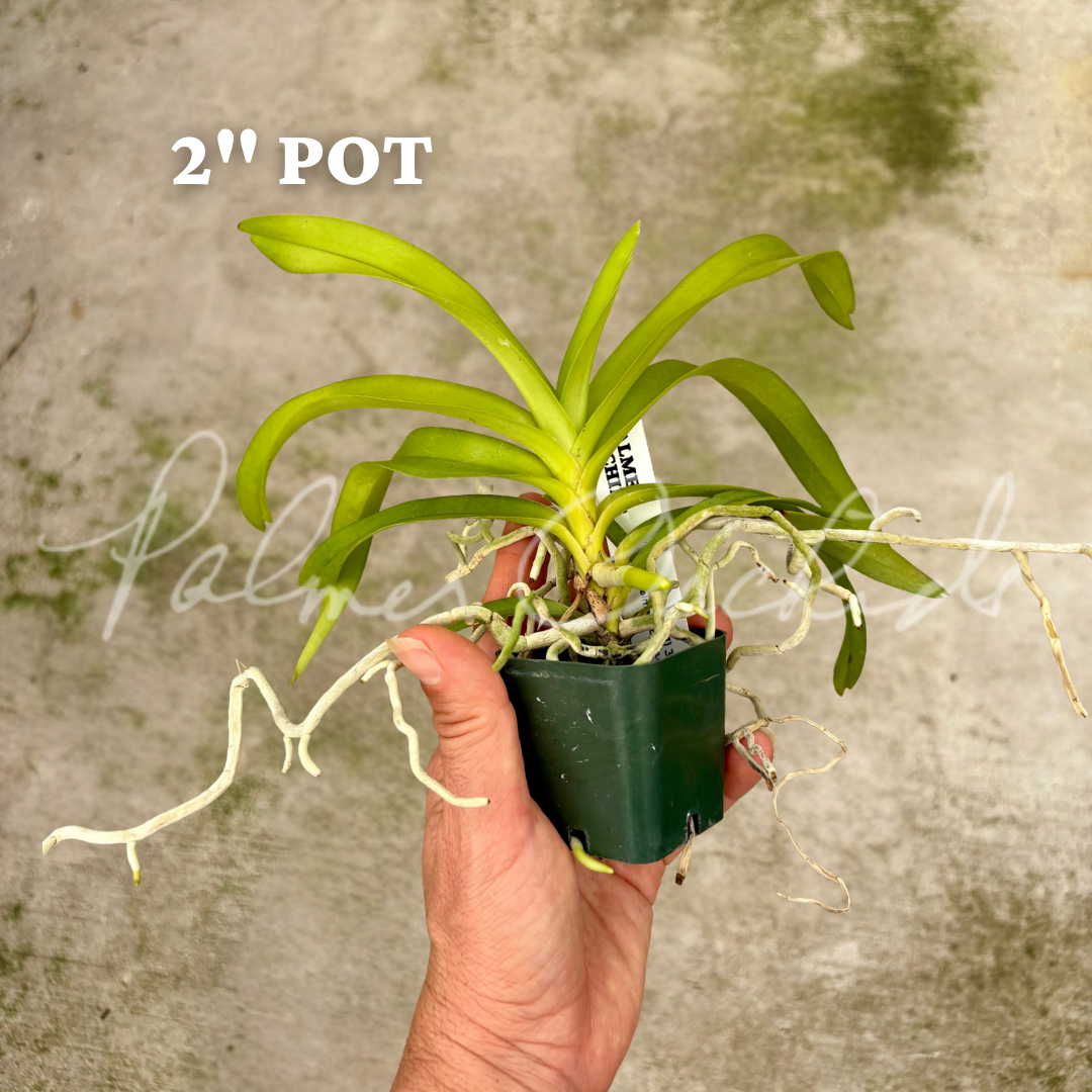 Vanda denisoniana 6.png