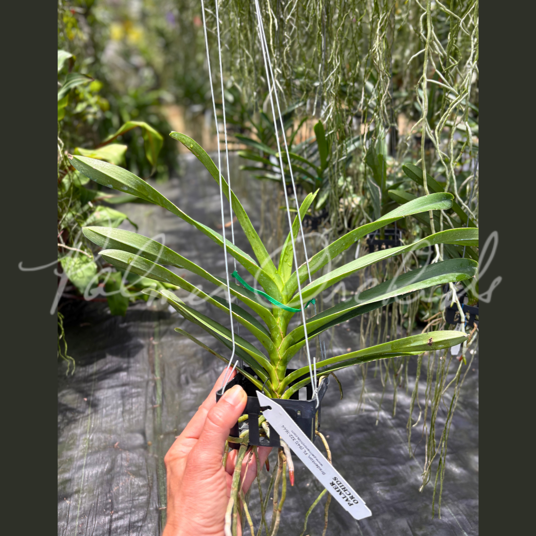 Rntda. Jairak Orange Palmer Orchids 6.png