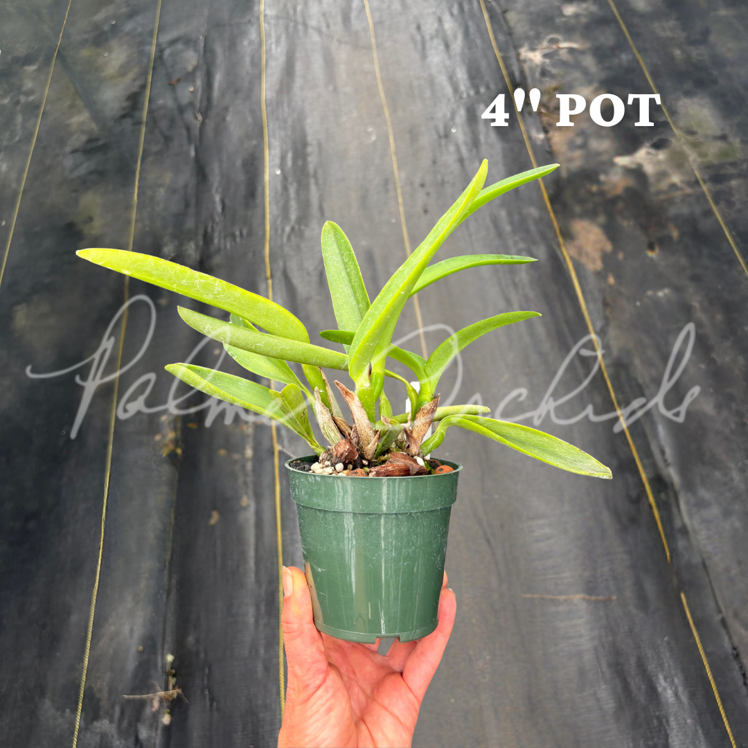 Cattleya maxima 'Gorgeous' x self 7.png