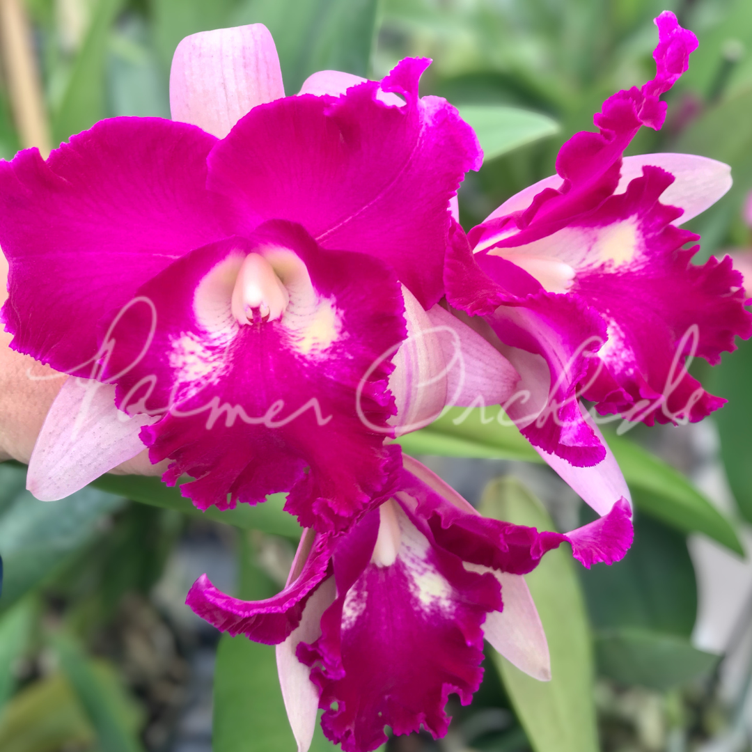 Rlc. Sa-Ngob Delight 'Krarit' Palmer Orchids 5.png