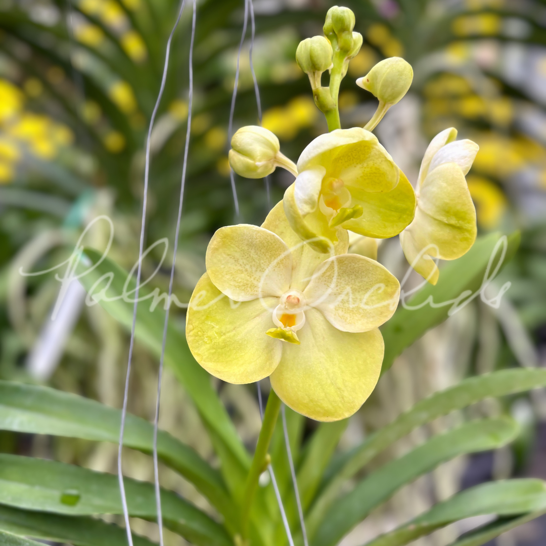 Vanda Jukkich Gold 3.png