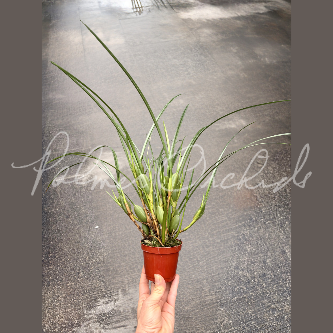Maxillaria tenuifolia 'Yamada' 3.png