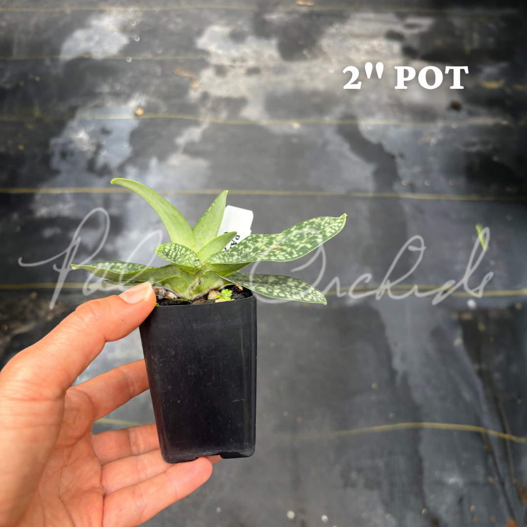 Paph. delenatii alba 2.png