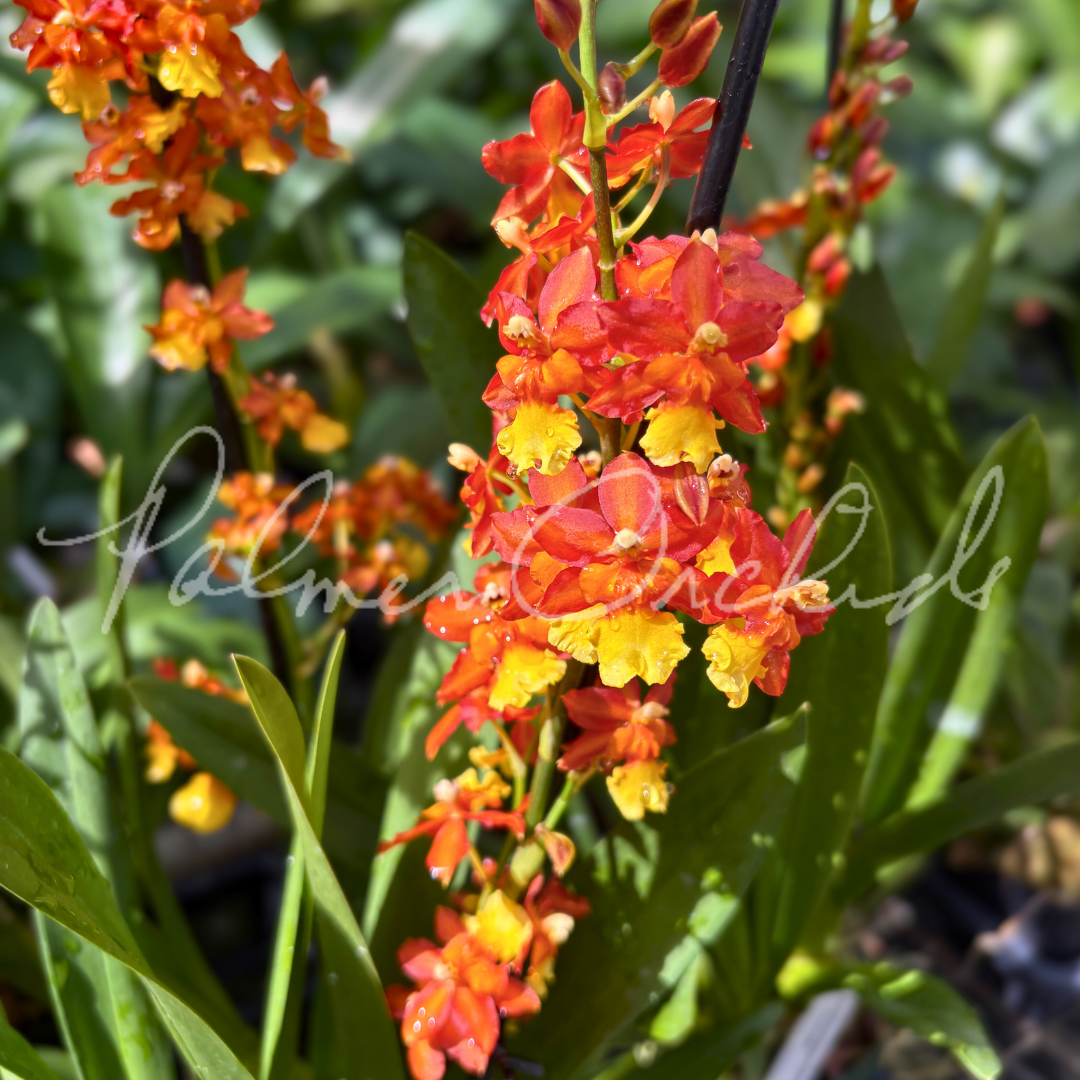 Onc. Volcano Midnight 'Volcano Queen' 1.png