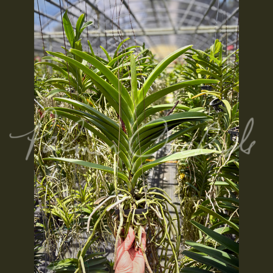 Vanda Nopporn Gold x Tubtim Velvet.png