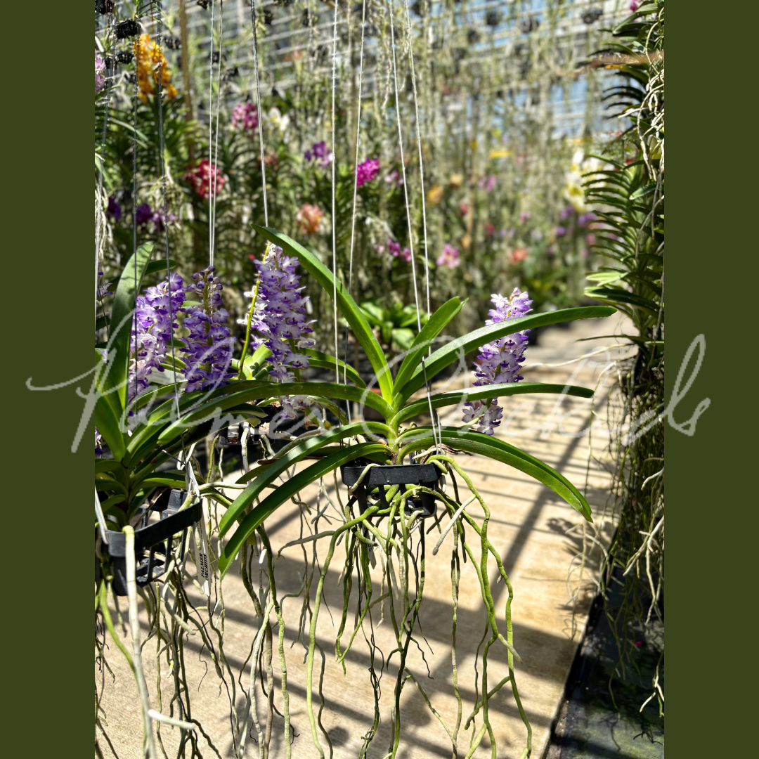 Rhy. coelestis Palmer Orchids 8.png